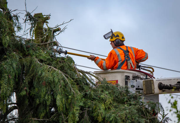 Best Commercial Tree Removal  in Walford, IA