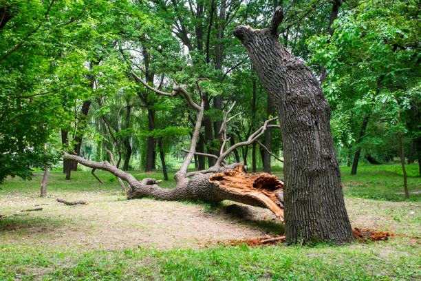 Best Root Management and Removal  in Walford, IA