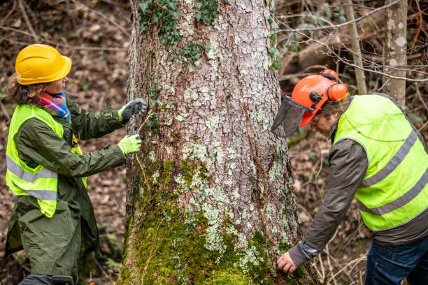 Best Residential Tree Removal  in Walford, IA