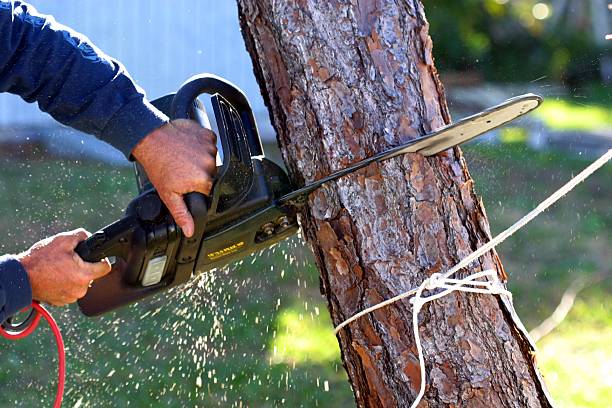 Best Tree Preservation Services  in Walford, IA