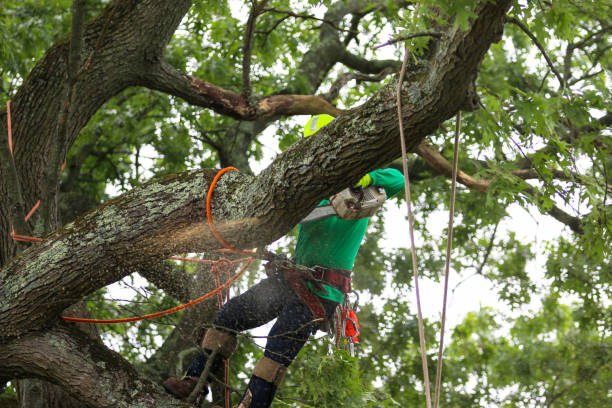 Best Tree Risk Assessment  in Walford, IA