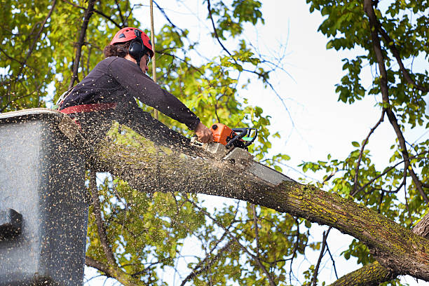 Best Arborist Consultation Services  in Walford, IA