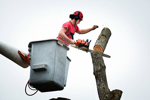 Walford, IA Tree Removal Services Company